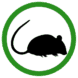 Rat icon.