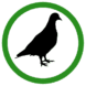 Pigeon icon.