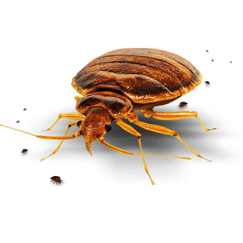 Bed bug and babies