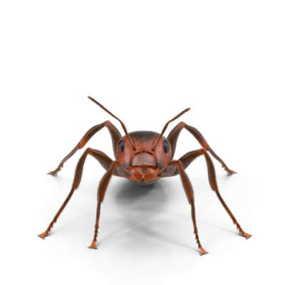 Ant