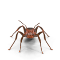 Ant
