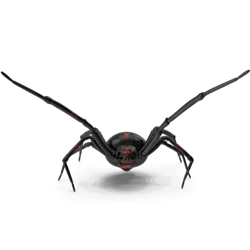 Black Widow Spider