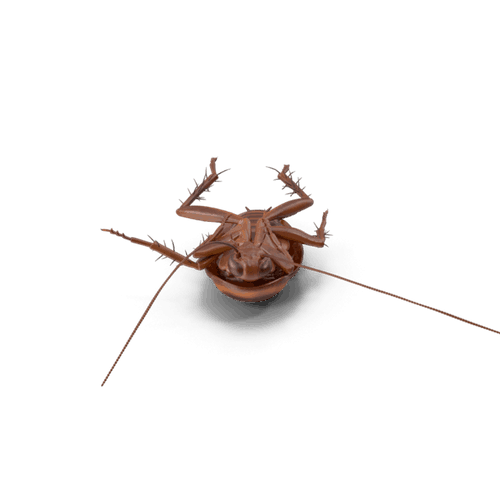 Dead roach
