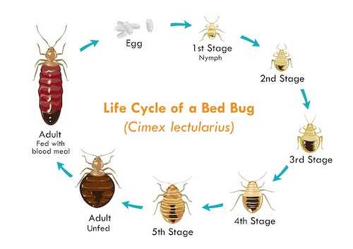 Life Cycle Of A Bed Bug