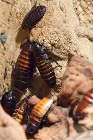 Oriental Roaches In Las Vegas