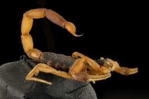 Bark Scorpion