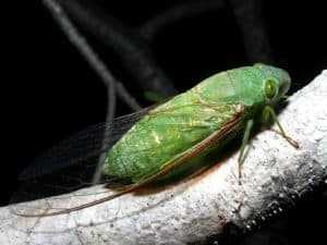 Cicada in a tree