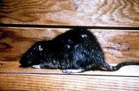Dead Roof Rat in Las Vegas
