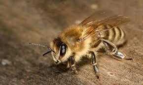 Africanized Honey Bees