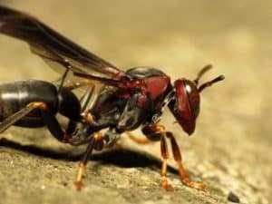 Paper Wasps