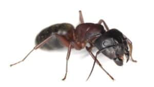 Carpenter Ants