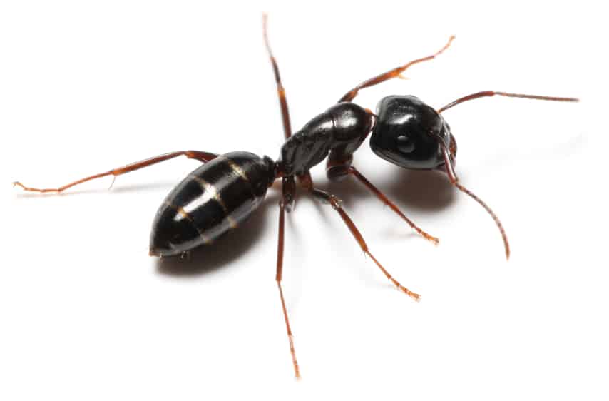 Odorous Ants