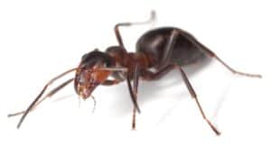 Acrobat Ants