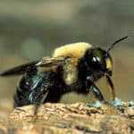 Carpenter Bee