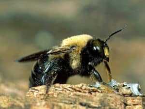 Carpenter Bee