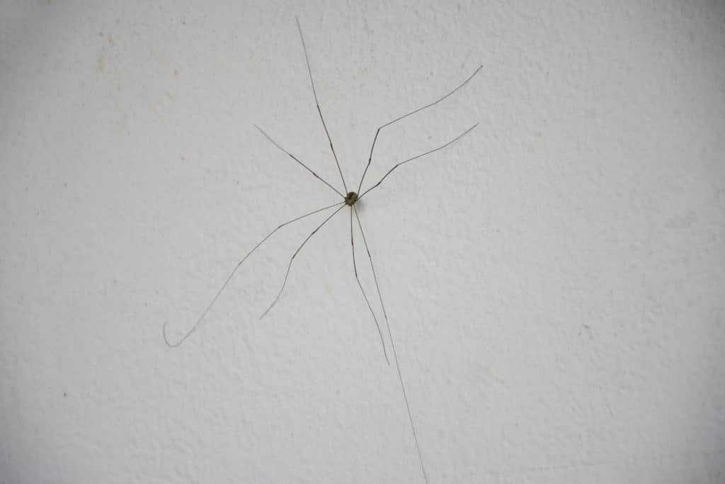 Daddy Long Legs Spider.