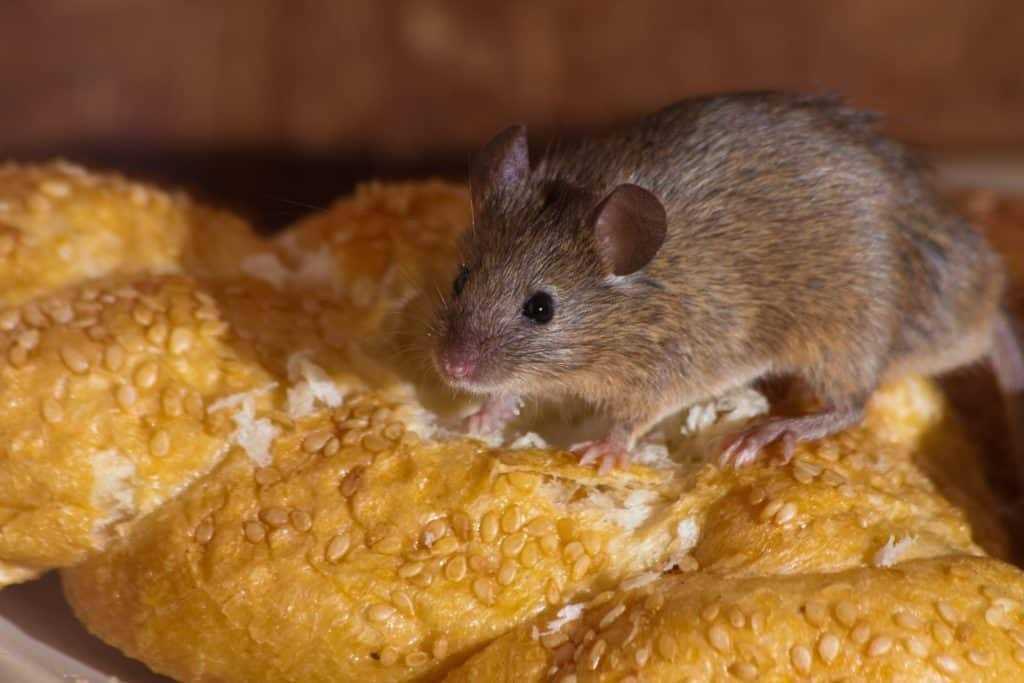 A mouse on a piece of bread.