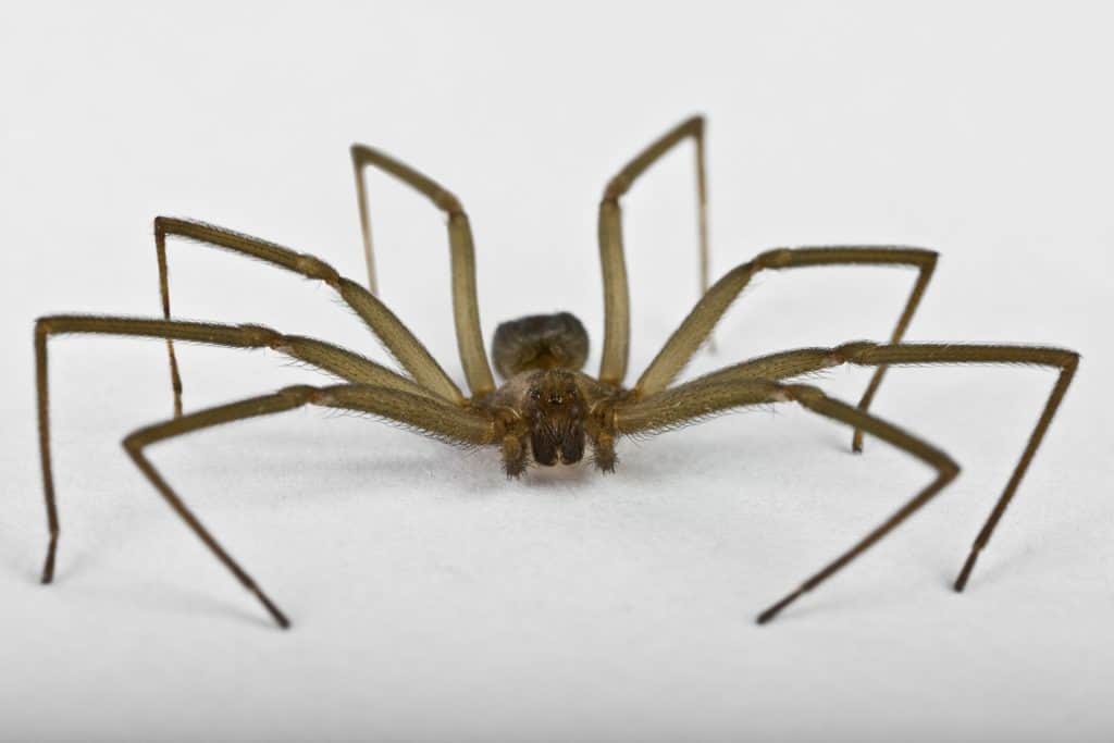 Brown recluse spider.