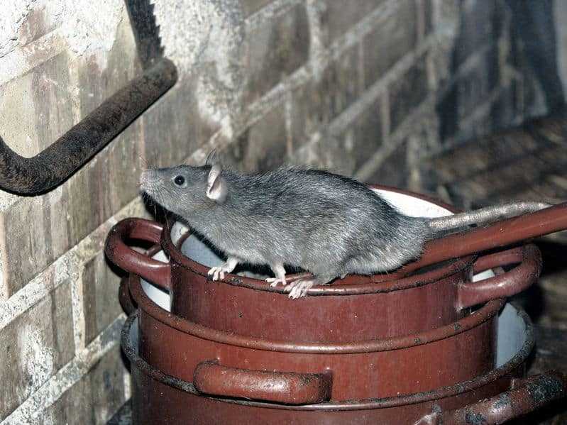Rat in kitchen pots.