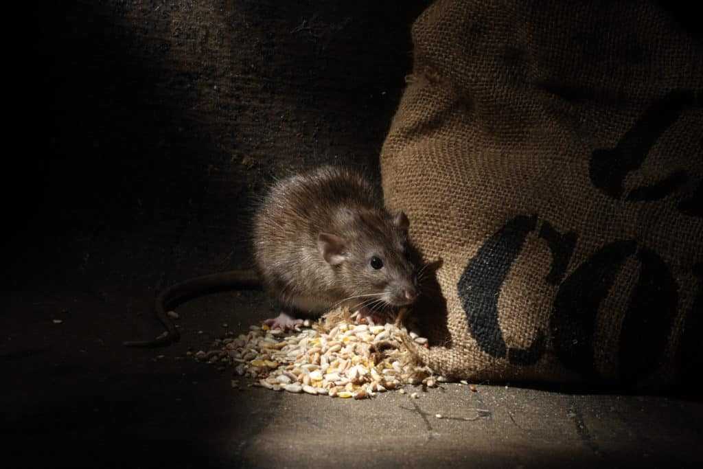 brown rat house infestation nevada