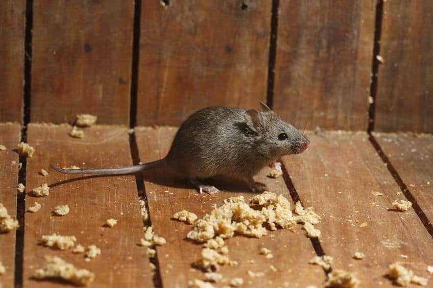 house mouse