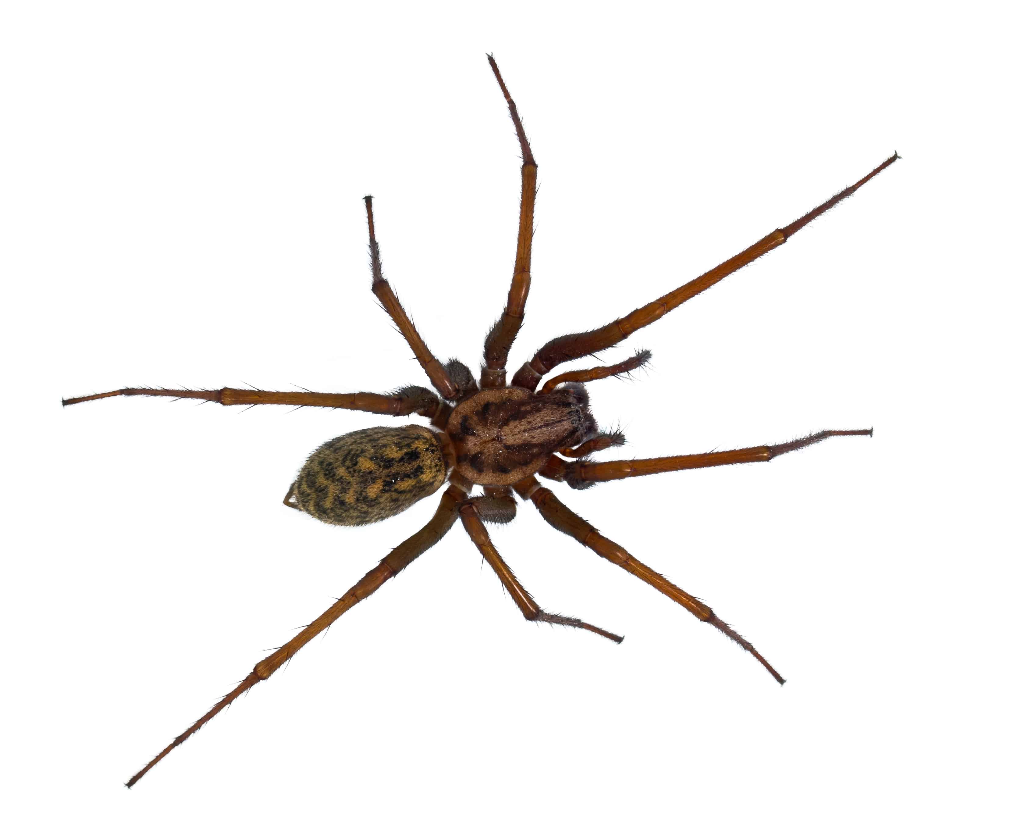 10 Most Common House Spiders - How to Identify a Dangerous Spider