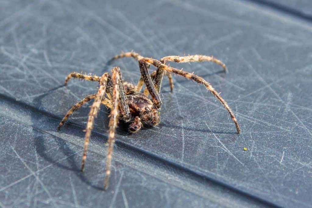 Common House Spider.