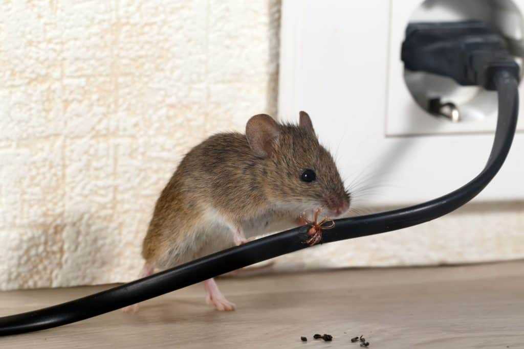 A mouse chewing on an electrical cord.