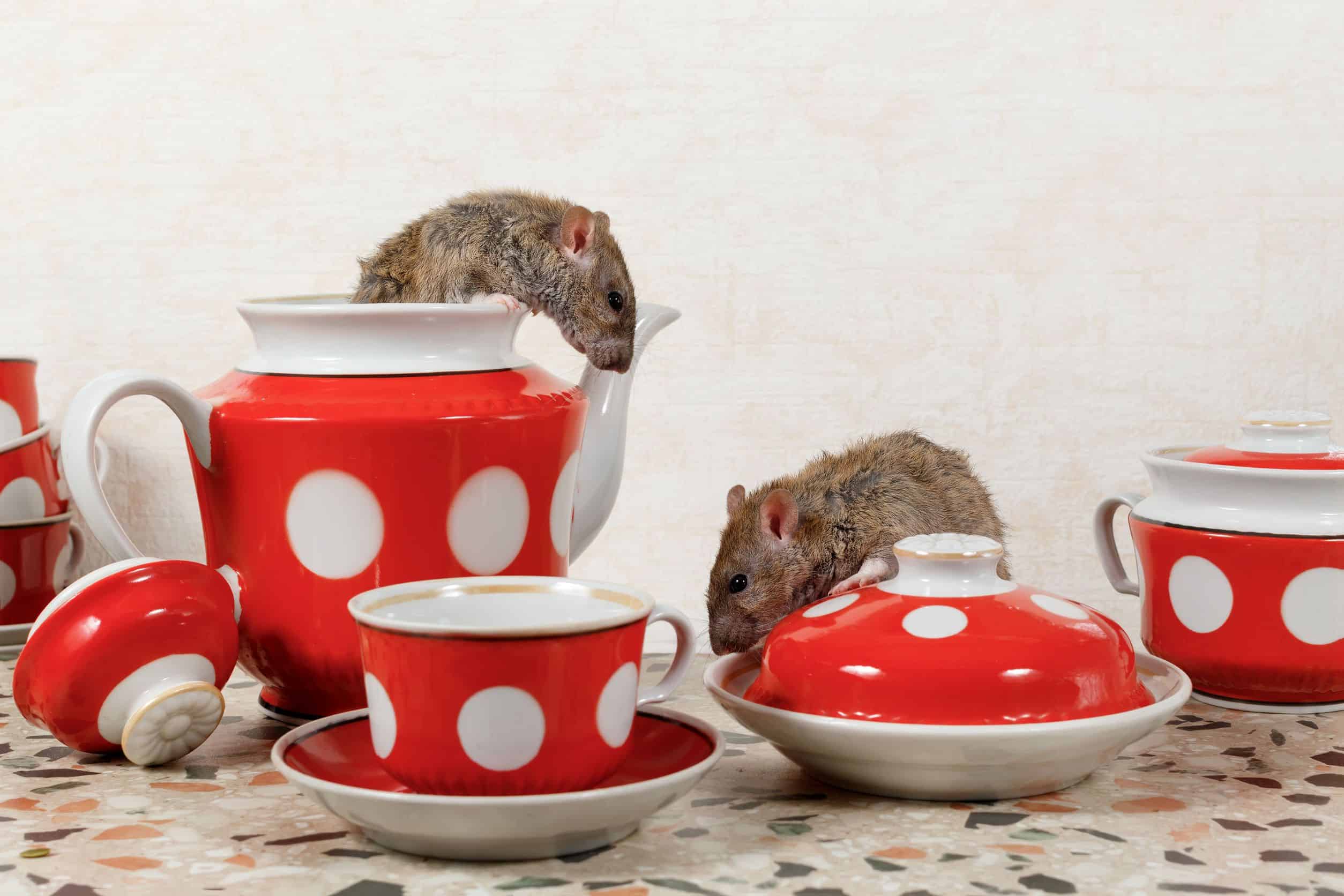 How a rodent infestation can damage your home