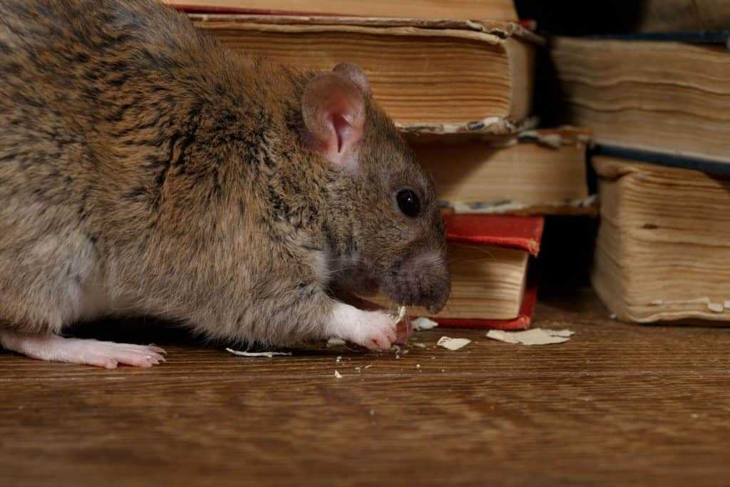 A rat chewing on books.