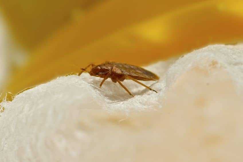Close-up of a bed bug.