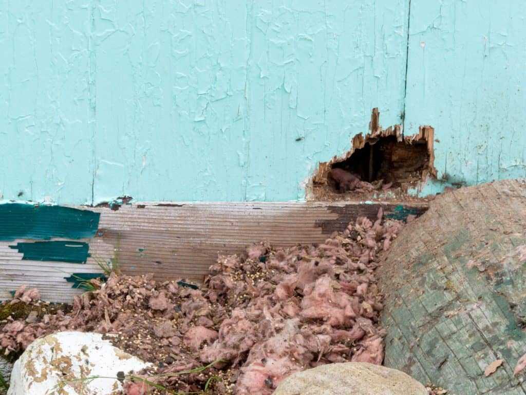 A hole in the base of a wall caused by rat damage.