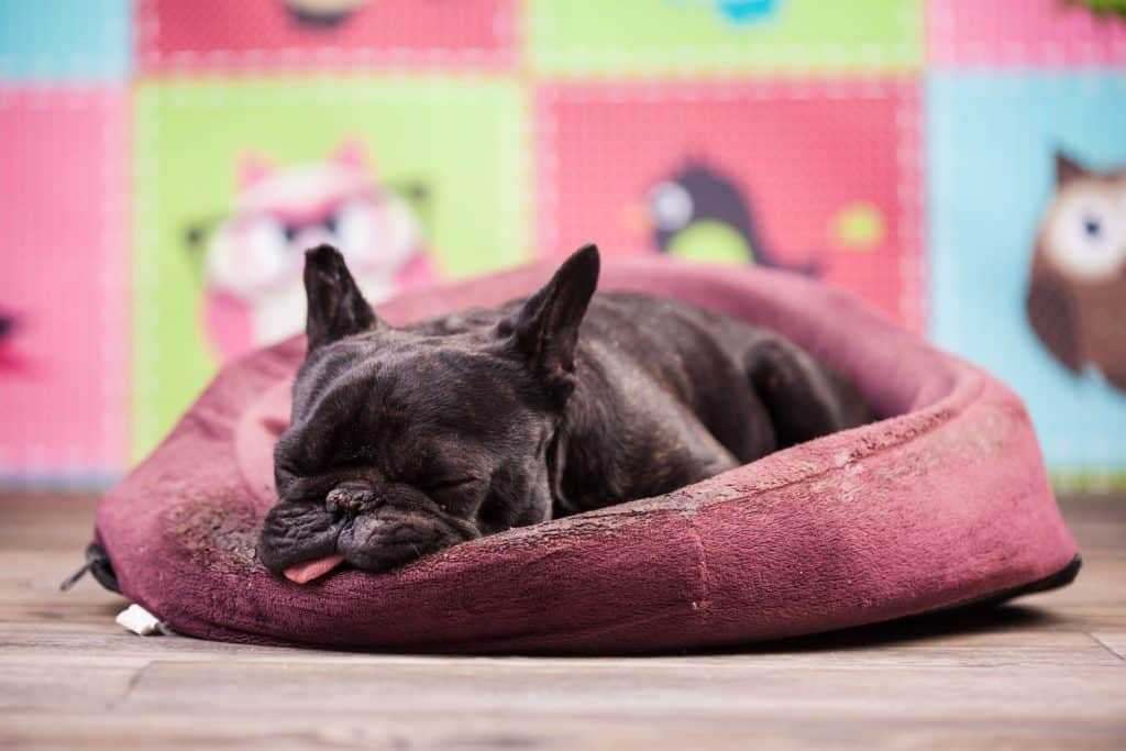 Dog asleep in a dog bed.
