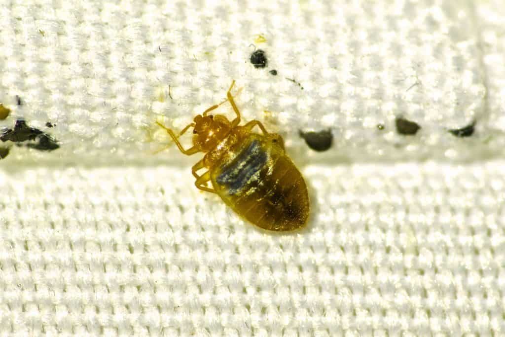 Las Vegas Hotels Bed Bugs 2025