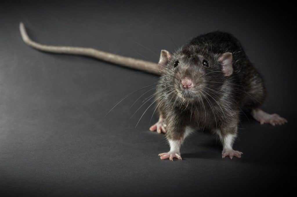 Photo of rat.