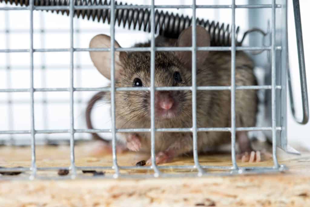 A mouse in a cage.