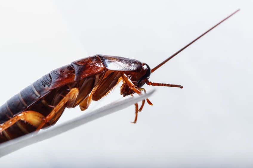 las vegas cockroach control