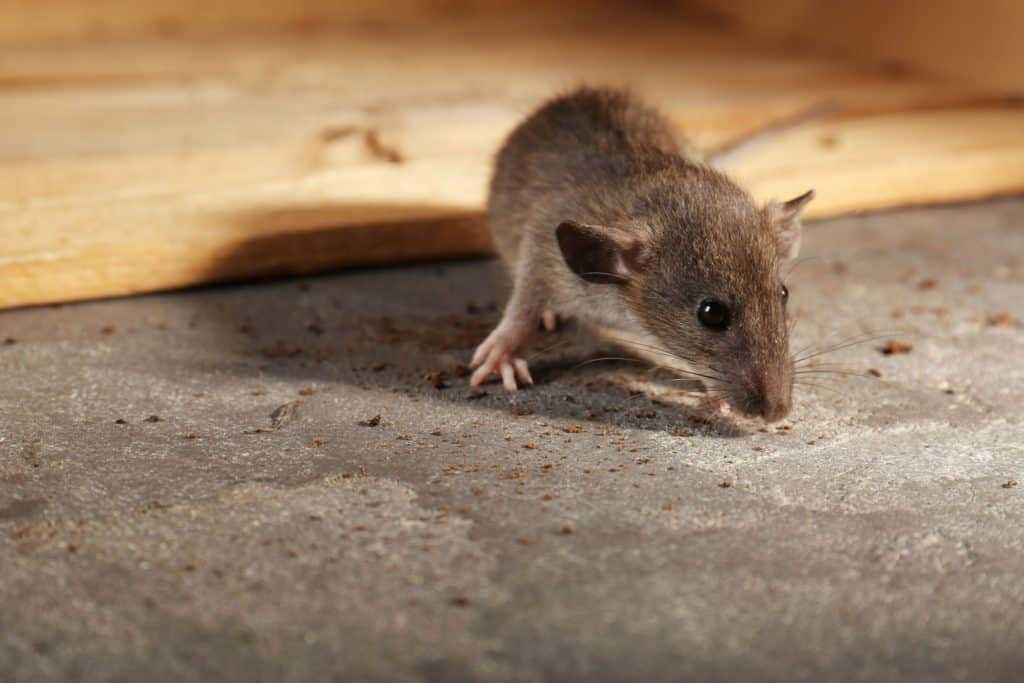 Baby rat.