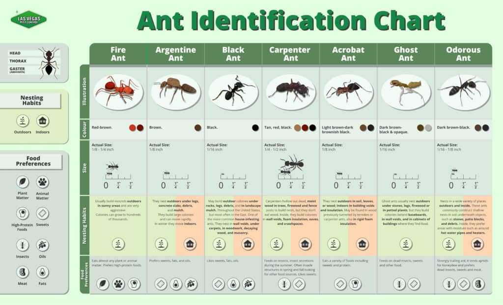 Ant identification chart.