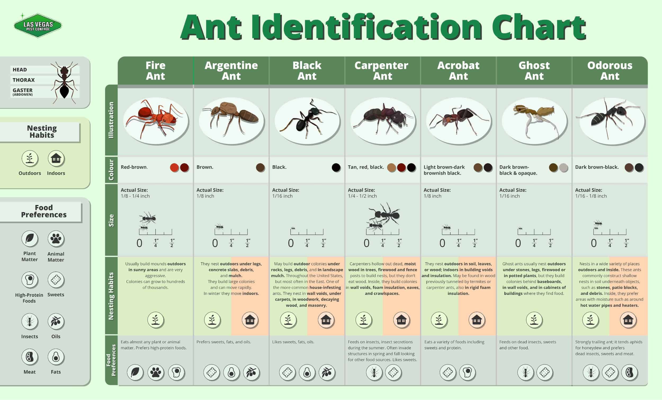 Texas Ant Identification Chart