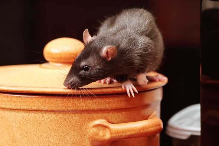 A rat climbing on a pot in a kitchen.
