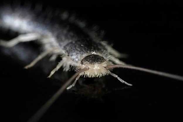 A close-up of a silverfish.