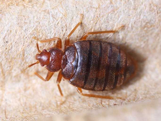 A bed bug crawling across a mattress.