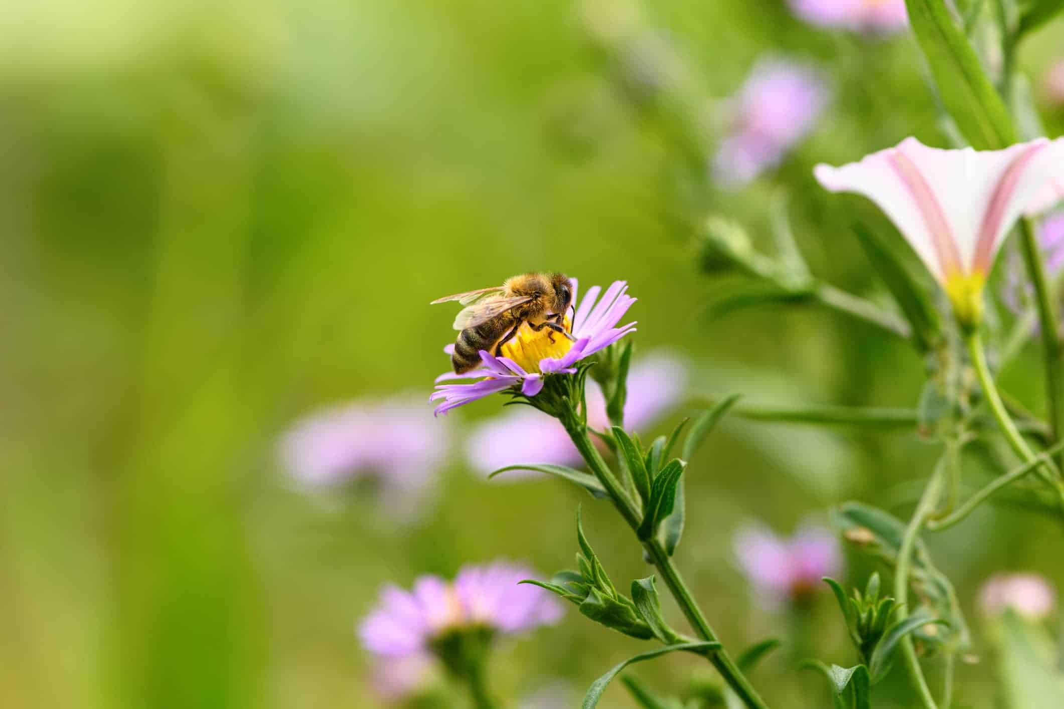 Honey bee pollinating a flower