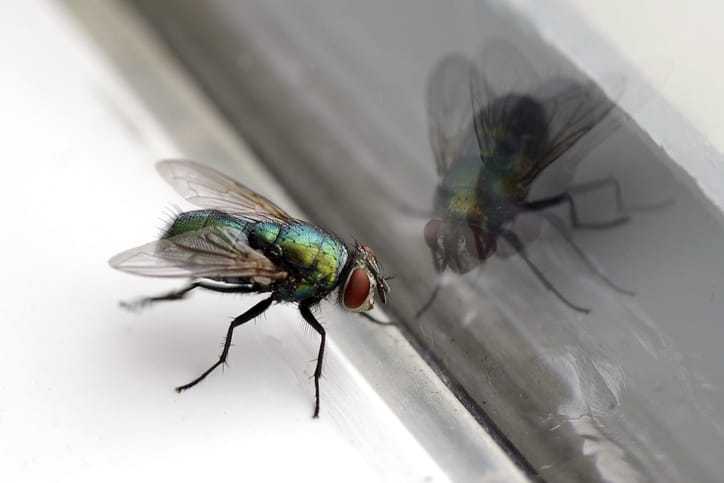 House fly sitting on a window