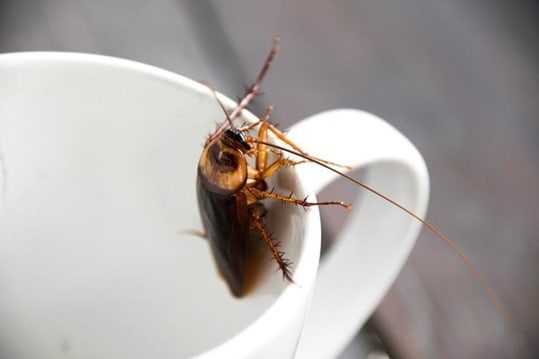 A cockroach on a tea cup