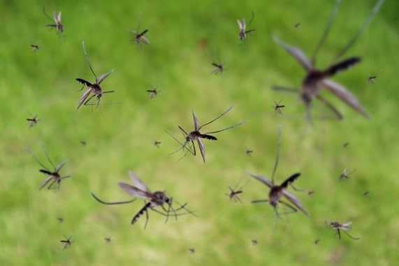 Swarming mosquitoes