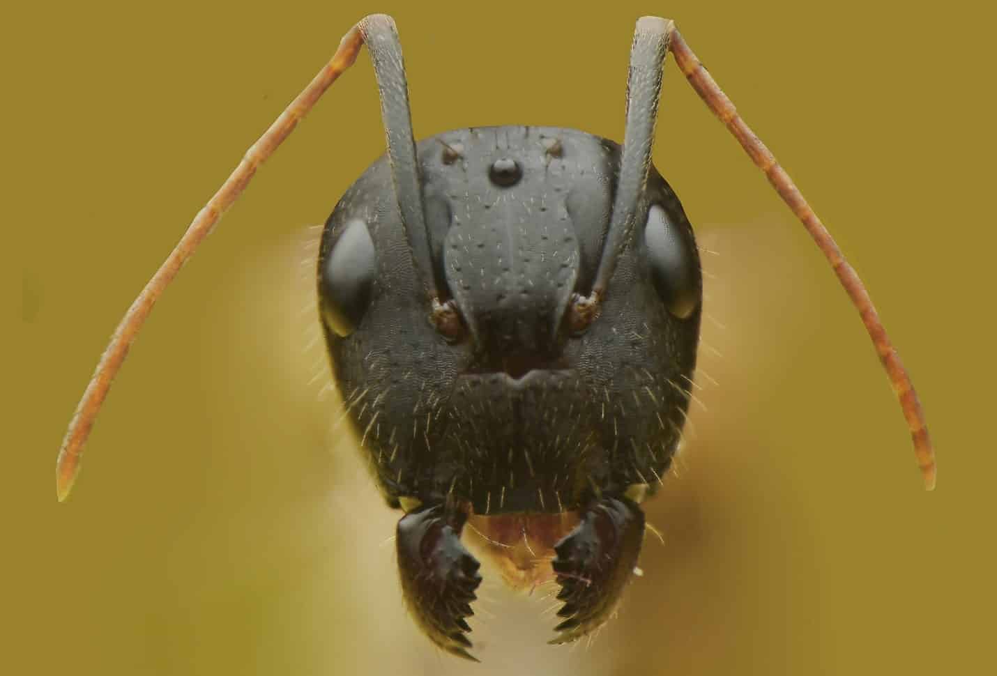 A close-up picture of a carpenter ant's head, with black pincers and red antennae showing