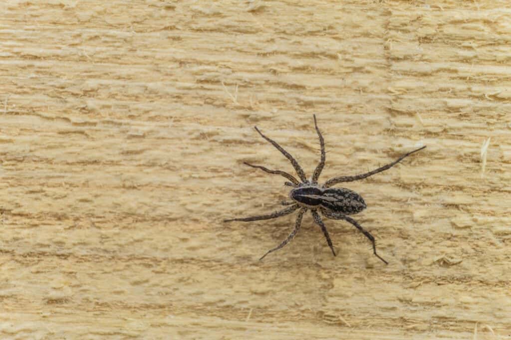 las vegas spider control Archives Las Vegas Pest Control