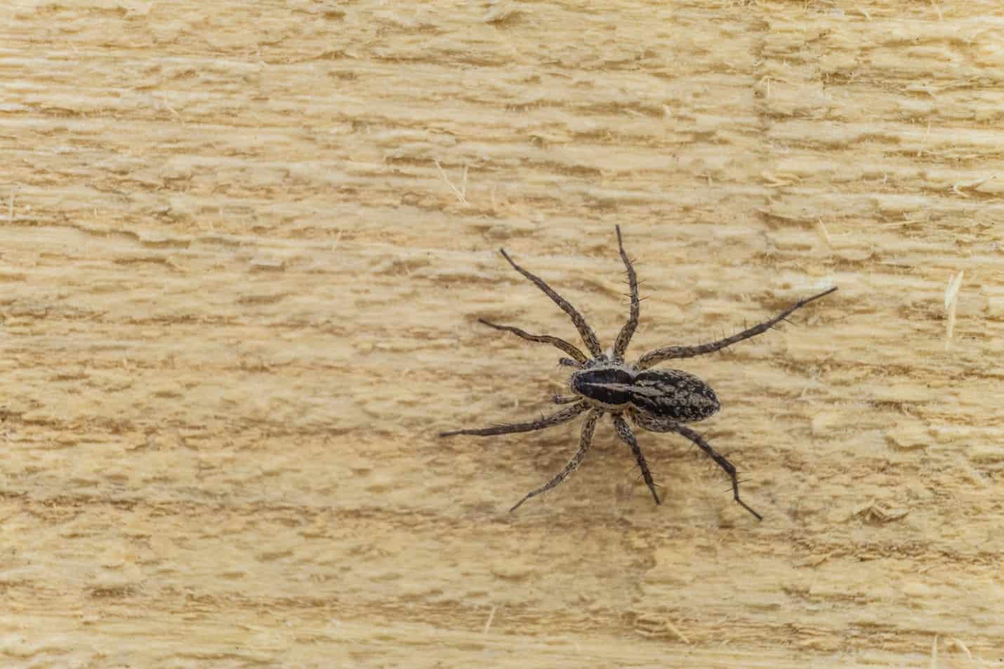 A desert recluse crawls along a brown piece of wood